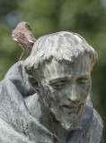 St. Franciss mockingbird