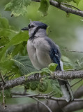 The posing blue jay