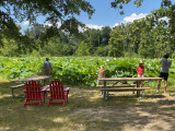 Lotus pond