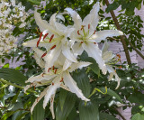 Lily explosion