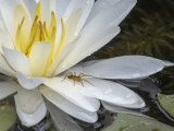 Resident spider