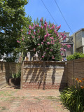 Crape myrtle bonanza (1)