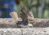 'I give up!'
