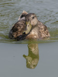 Me and my reflection