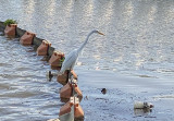 Egret and reflections