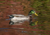 In autumn waters