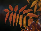 Last days of fall