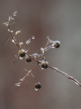 The thaw