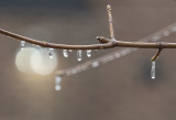 Bejeweled tree