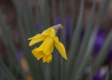 Spring has sprung