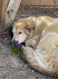 Sahraa and the crocus