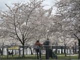 Enjoying the blossoms