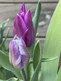 Backyard surprise