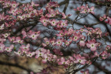 Dogwood in full bloom