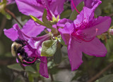 A bee that likes color