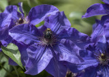 The major clematis