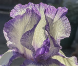 The secret life of an iris