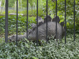 Just your average garden stegosaurus