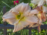 Last daylily standing