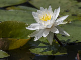 Water lily soaking up the sun