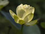 The amazing American lotus