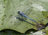 Dragonfly shadows