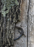 Covert lizard