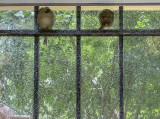 Sheltering