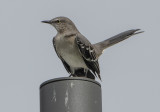 Return of the mockingbird
