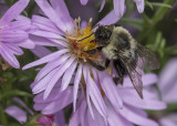 Busy bee