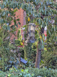 Bird-jam at the feeder