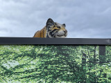 A head above