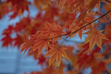 Some of the last fall color