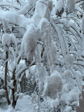 Hardy crape myrtle