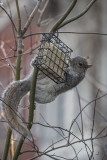 Back to the acrobat