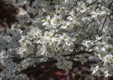 Profusion