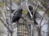 Bird trials