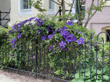 Clematis gone crazy