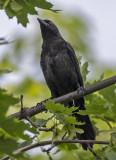 Hungry youngster