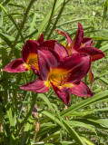 Winning garden