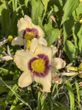 A different kind of daylily