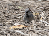 Sparrow on a hot day