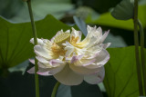 Fluffy lotus