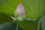 Budding lotus