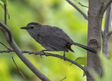 Lone bird