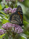 Monarch at work