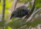 Determined starling