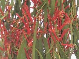 Australian Mistletoe - Amyema pendulum.jpg