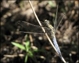 Black-tailed Skimmer - Strre sjtrollslnda .jpg