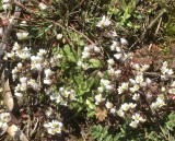 Nagelrt - Erophila verna.jpeg